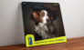 stupendog campagna pubblicitaria alterstudio